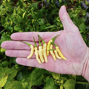 Aribibi Gusano Chilipeper (10 Zaden) - Een indrukwekkende traditionele Boliviaanse variëteit - Biologisch