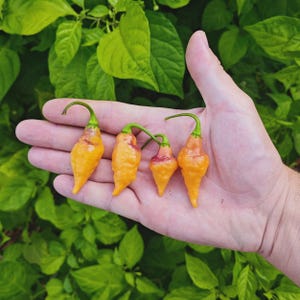 Può includere: Quattro peperoni giallo-arancio con steli verdi sono tenuti in una mano, su uno sfondo di foglie verdi. I peperoni hanno una forma unica, con una base appuntita e una parte superiore bulbosa. I peperoni sono di un colore vibrante e gli steli verdi offrono un bel contrasto.