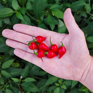 Red Biquinho Pepper (10 Seeds) - The famous Brazilian biquinho - Organic