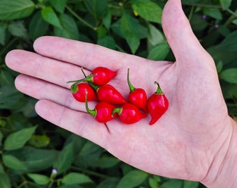 Pimiento Rojo Biquinho (10 Semillas) - El famoso biquinho brasileño - Orgánico