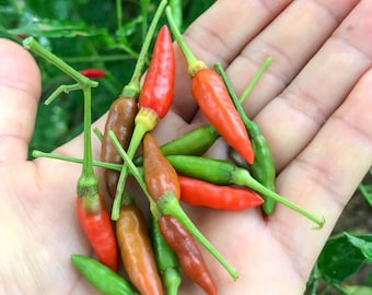 Piment Oiseau (10 Graines) - Nommé aussi Piment Pili pili ou de Thaïlande  - Bio