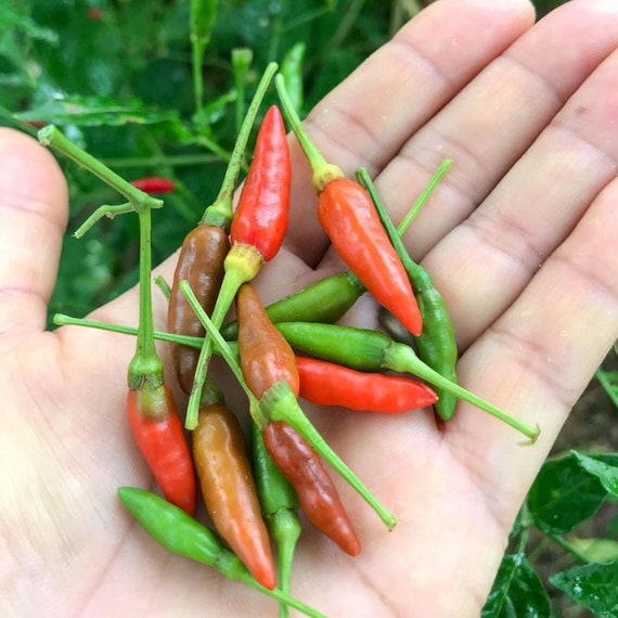 Sauce piquante à l'africaine – PIMENT OISEAU