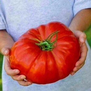 Supersteak Tomato (10 Seeds) - The giant tomato - Organic
