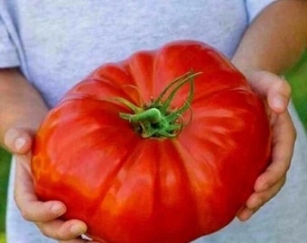 Tomate Supersteak (10 Semillas) - El tomate gigante - Ecológico