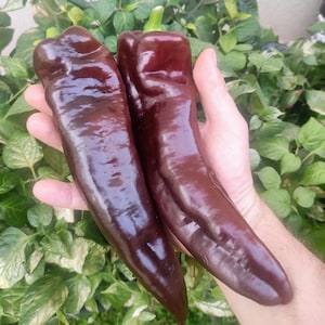 Corno di Toro Chocolate Pepper (10 Sementes) - Variedade Italiana Antiga - Orgânica