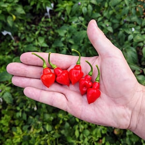 Peut inclure: Cinq petits piments rouges en forme de cœur dans la main d'une personne. Les piments sont rouge vif et ont une finition brillante.