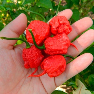 Peperoncino Red Carolina Reaper (10 semi) - Il peperoncino più piccante del mondo - Biologico