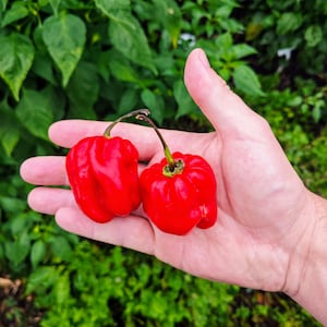 Op de afbeelding: Twee felrode habanero pepers in een hand. De pepers zijn glad en glanzend met een licht gerimpelde textuur.