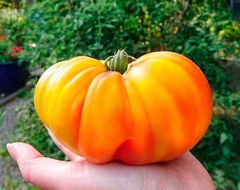 Tomate Ananas (10 Graines) - Elle n’a pas fini de vous surprendre  - Bio