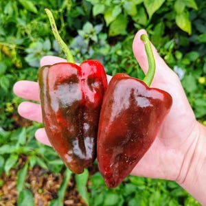 Op de afbeelding: Twee rode en bruine poblano pepers in een hand. De pepers zijn glanzend en hebben een donkergroene steel.