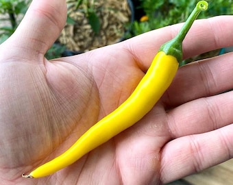 Pimenta Caiena Dourada (10 Sementes) - Uma versão amarela da Pimenta Caiena - Orgânica