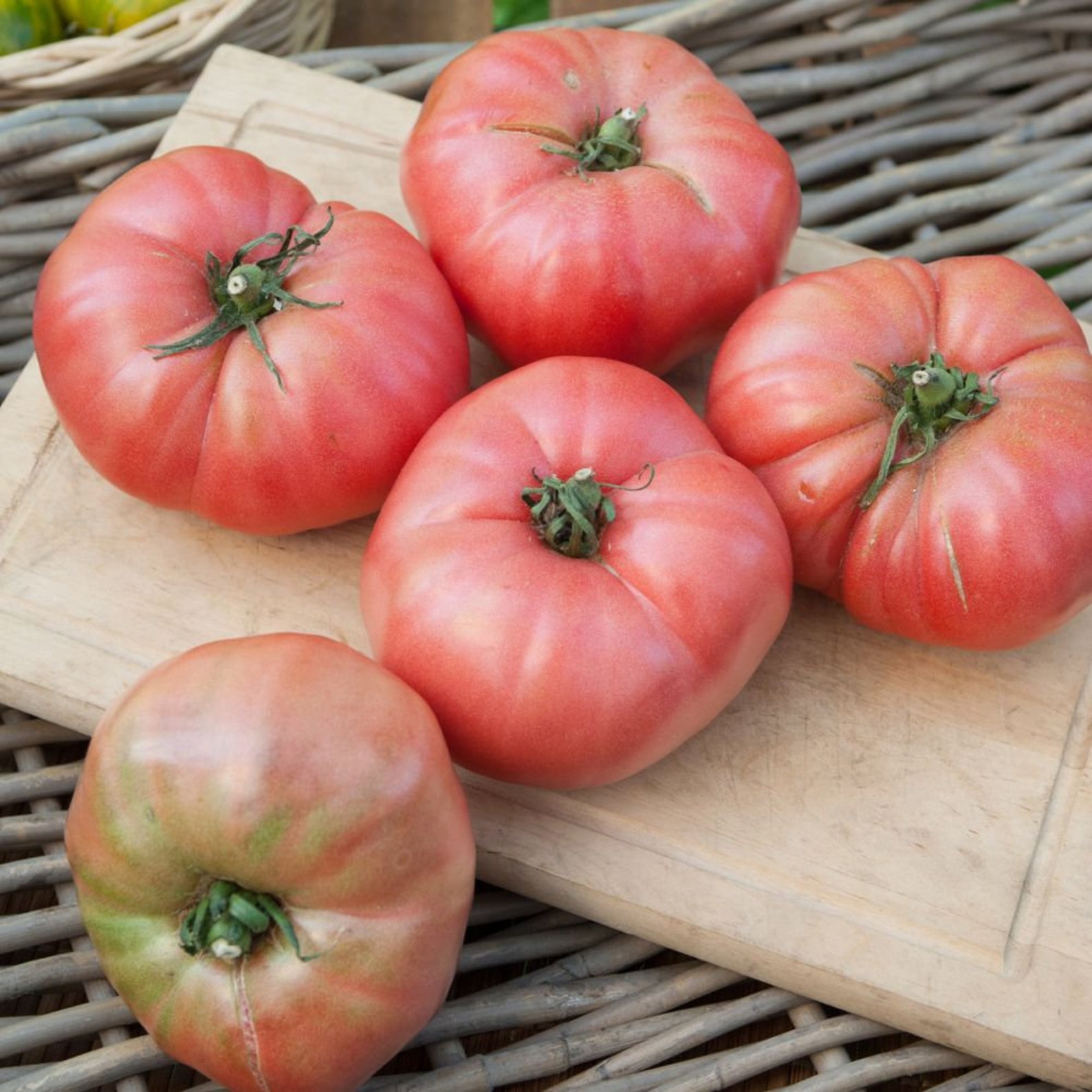 15 Seeds Bern Rose Tomato One of the Best Tomatoes Etsy