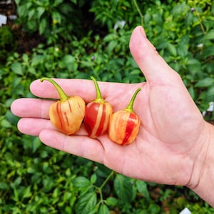 Op de afbeelding: Drie kleine, gestreepte pepers in tinten van oranje en geel, vastgehouden in een hand. De pepers hebben een hartvorm en zijn in een rij gerangschikt.