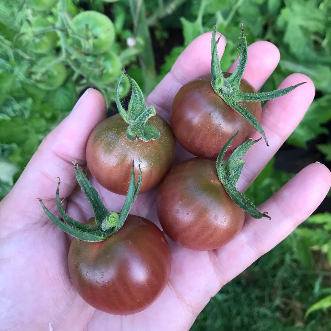 Black Cherry Tomato 10 Seeds The Most Delicious Cherry Etsy UK five-red-tomatoes-sitting-on-top-of-a-wicker-basket