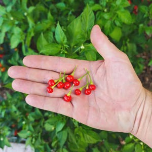 Peut inclure: Une collection de petits piments rouges, ronds et brillants, dotés de fines tiges vertes. Les piments sont de forme sphérique et présentent une peau lisse et luisante. Chaque piment possède un calice vert fin attaché à son sommet.