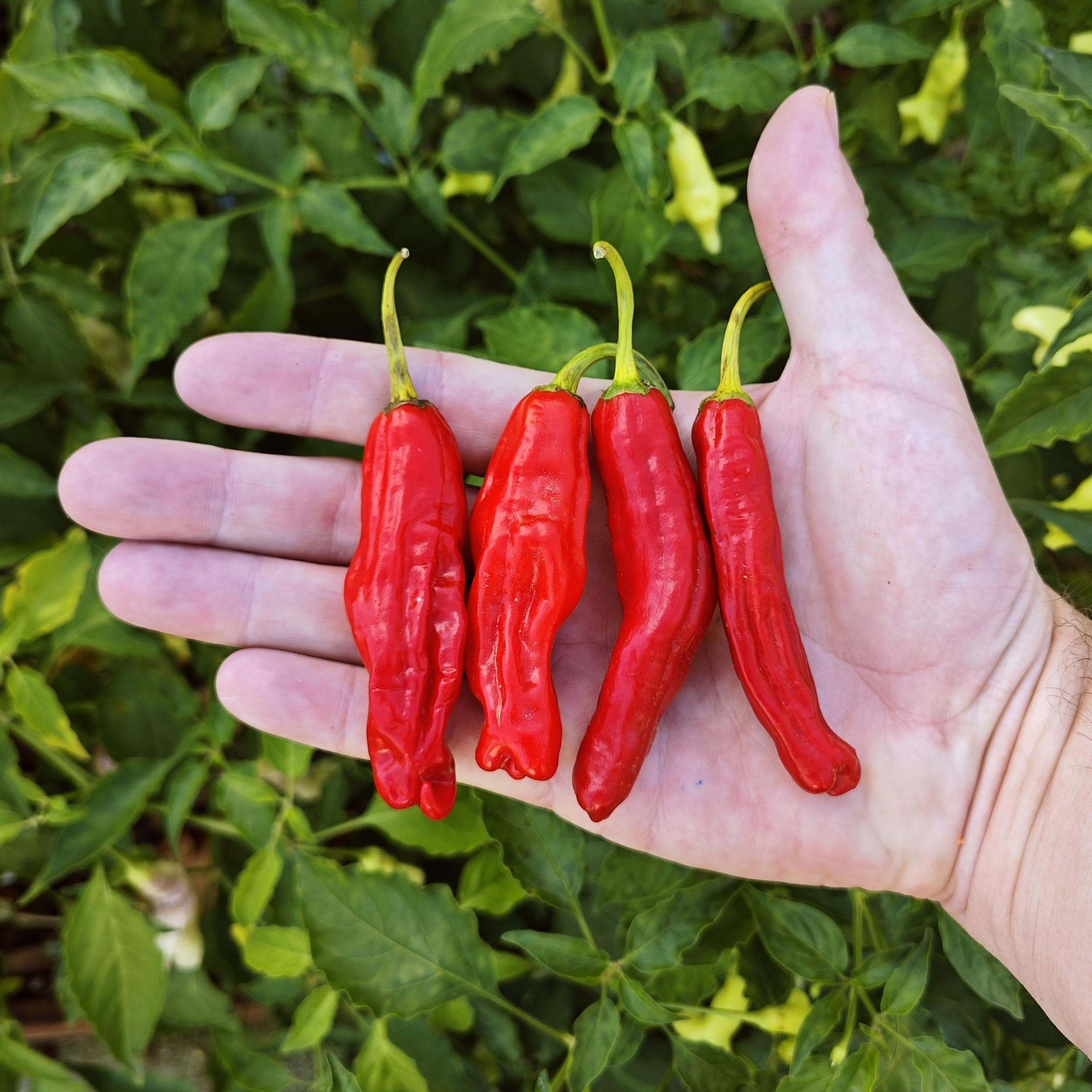 Shishito pepper plant - Etsy 日本