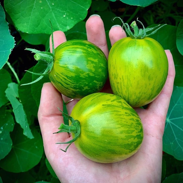 Tomate Green Zebra (10 Graines) - Magnifique tomate verte rayée de jaune  - Bio