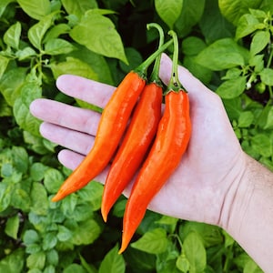 Op de afbeelding: Drie feloranje chilipepers met groene stelen worden in een hand gehouden, tegen een achtergrond van weelderig groen gebladerte. De pepers hebben een gladde, glanzende textuur en een lange, slanke vorm, die hun frisse, natuurlijke uitstraling laat zien.