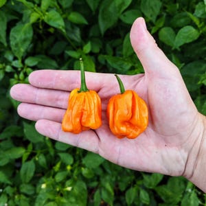 Bahamian Goat Pepper (10 Seeds) - It will definitely surprise you - Organic