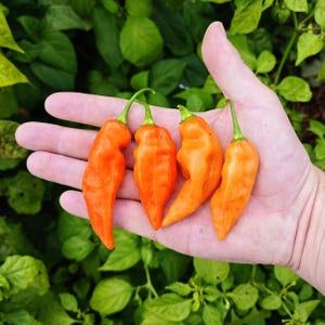 Può includere: Quattro peperoncini arancioni brillanti con steli verdi sono tenuti in una mano, su uno sfondo di fogliame verde. I peperoncini hanno una consistenza leggermente rugosa e una forma affusolata, che mostra il loro aspetto fresco e naturale.