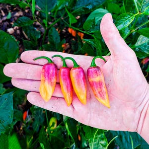 Piment Clavo Peach (10 Graines) - Extrêmement productif et fruité - Bio