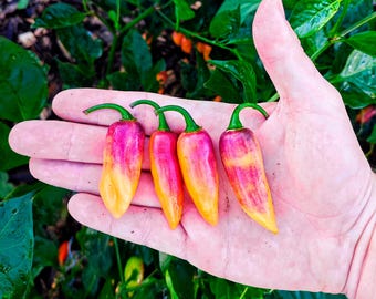 Clavo Perzikpeper (10 zaden) - Zeer productief en vruchtbaar - Biologisch