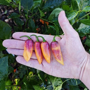 Clavo Peach Pepper (10 Seeds) - Extremely productive and fruity - Organic