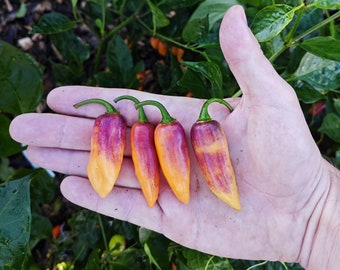 Clavo Peach Pepper (10 Seeds) - Extremely productive and fruity - Organic