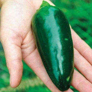 Peut inclure: Un seul piment jalapeno vert foncé tenu dans une main. Le piment est lisse et brillant avec une pointe légèrement pointue.