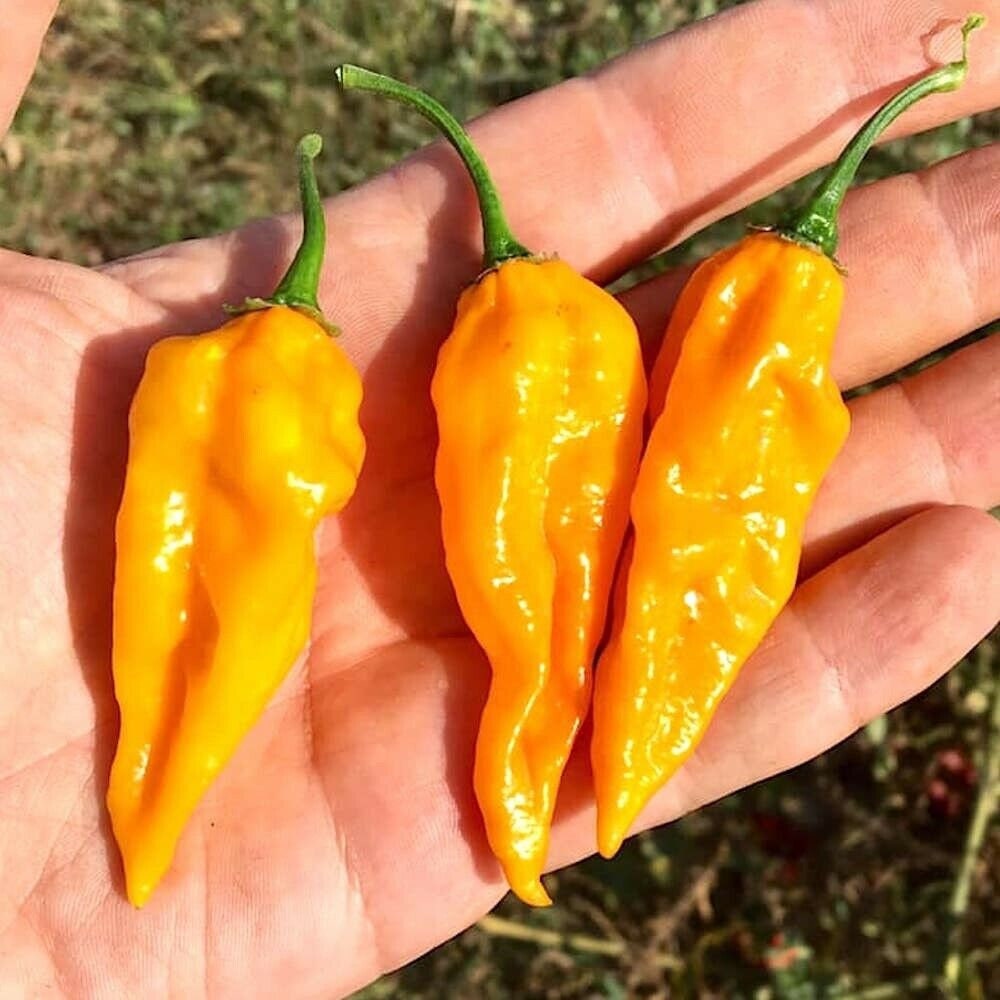 10 Graines - Piment Fatalii Enorme Productivité à La Saveur d'agrumes Bio