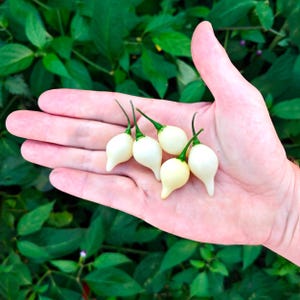 White Biquinho Pepper (10 Seeds) - The famous Brazilian biquinho - Organic