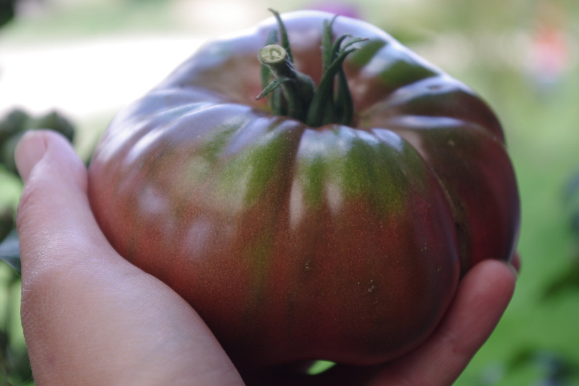 10 Graines - Tomate Noire de Crimée Une Tomate Productive à Gros Fruits Bio