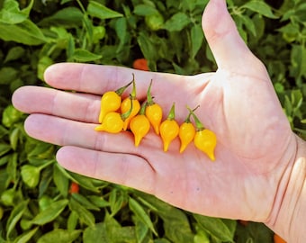 Pimiento Biquinho Amarillo (10 Semillas) - El famoso biquinho brasileño - Orgánico
