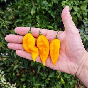 Peut inclure: Quatre piments habaneros jaunes vifs dans une main. Les piments sont de tailles et de formes différentes.