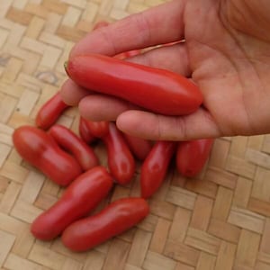 Op de afbeelding: Een handvol helderrode Roma-tomaten, langwerpig van vorm, worden gepresenteerd tegen een geweven, lichtbruine achtergrond. Eén tomaat wordt in een hand gehouden, wat de gladde textuur en levendige kleur van de verse producten benadrukt. De tomaten zijn dieprood.