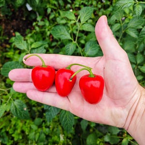 Rocoto seeds - Etsy 日本