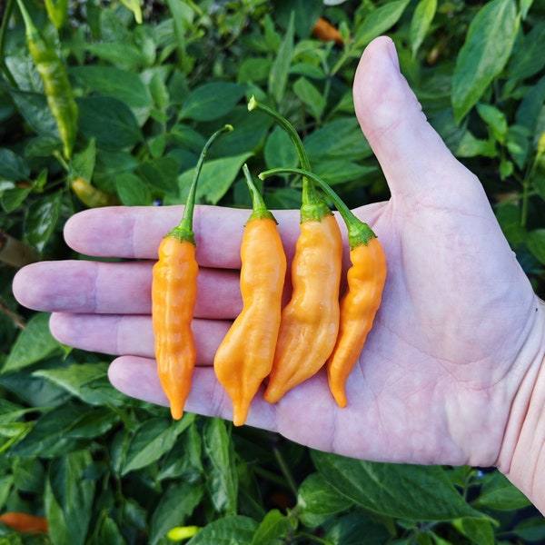 Piment Aji Melocoton (10 Graines) - Incroyablement sucré avec un arôme exotique - Bio