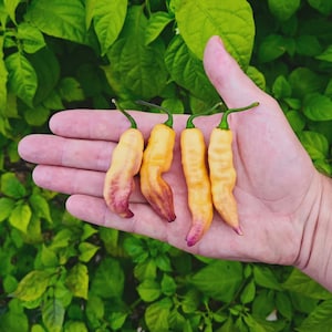Puede incluir: Cuatro pimientos amarillos con una ligera curva, sostenidos en una mano contra un fondo de hojas verdes. Los pimientos tienen un degradado de colores, de amarillo a naranja y morado en las puntas. Los pimientos tienen tallos verdes.
