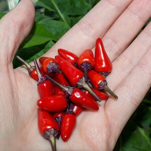 Peut inclure: Une poignée de petits piments rouges vifs avec des tiges violettes foncées.