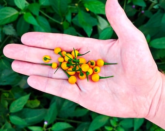 Aji Charapita Chili Pepper (10 Seeds) - The most expensive chili pepper in the world - Organic