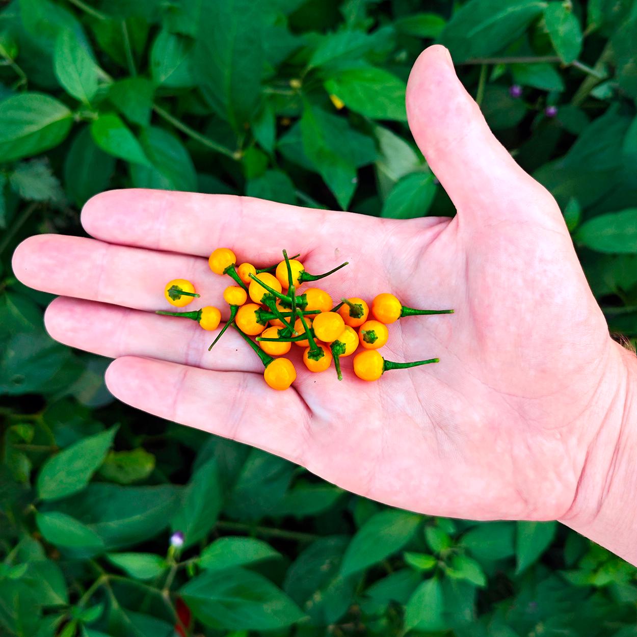 Expensive plants - Etsy.de