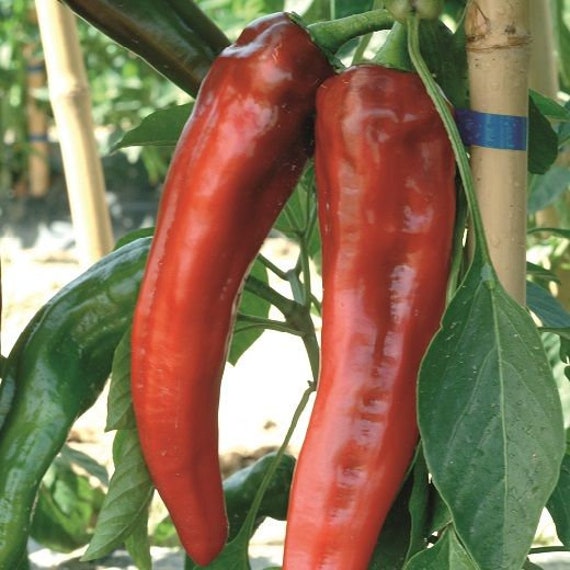 10 Graines - Poivron Corno Di Toro Rouge Variété Italienne Précoce Bio