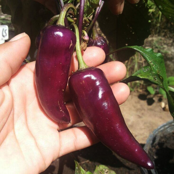 Piment Jalapeno Purple (10 Graines) - Le piment Mexicain d'un violet profond - Bio