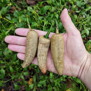 Puede incluir: Tres pimientos marrones y verdes con una textura ligeramente arrugada se sostienen en la mano de una persona. Los pimientos miden aproximadamente 12,5 cm de largo.