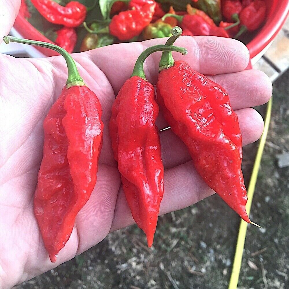 10 Graines - Piment Buth Jolokia | Ghost Pepper 1 Million de Scoville Bio