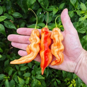 Könnte beinhalten: Drei orange und rot gestreifte Chilischoten mit einer welligen Textur. Die Chilischoten werden in der Hand einer Person gehalten.