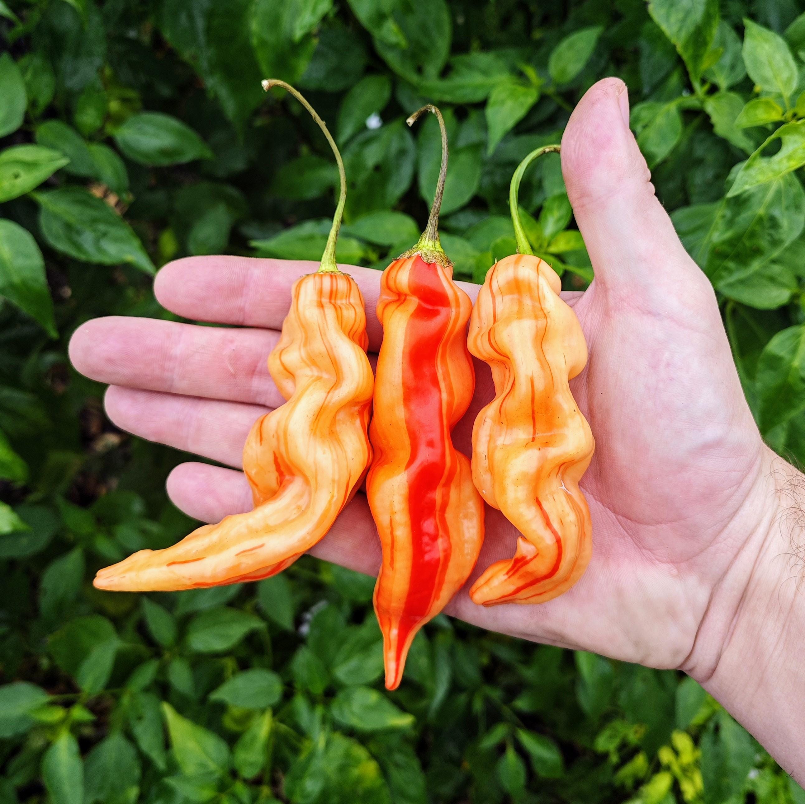 Peperoni Gialli Ed Arancio Immagine Stock. Immagine Di Nave - 82095 - Foto 5