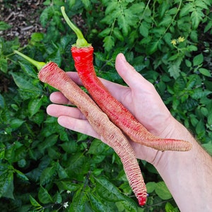 Könnte beinhalten: Zwei rote Chilischoten, eine mit einer hellbraunen, strukturierten Haut, in einer Hand vor einem grünen, blättrigen Hintergrund gehalten.