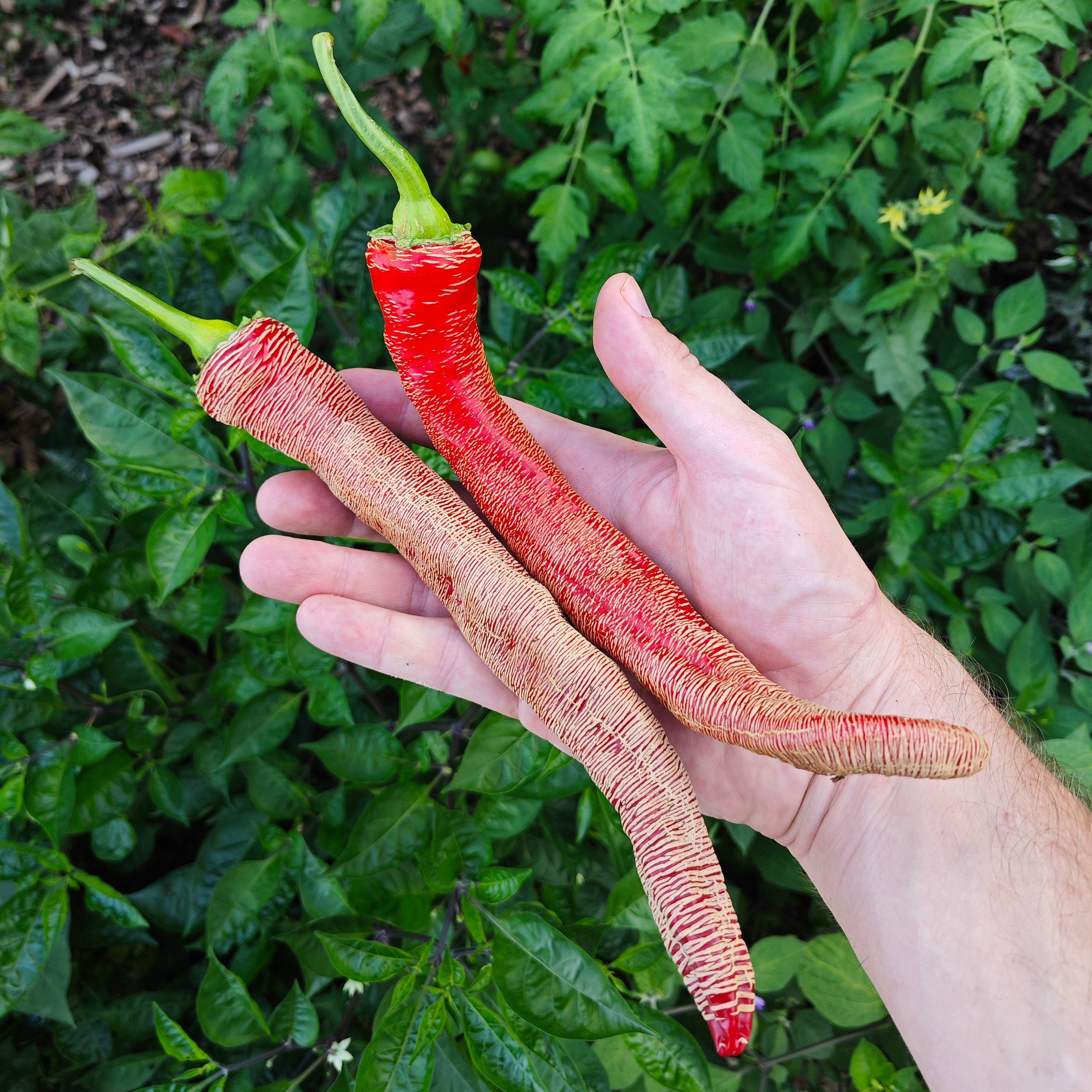 Surtido De Semillas De Chili – 6 Variedades De 10 Semillas Cada Una, De
