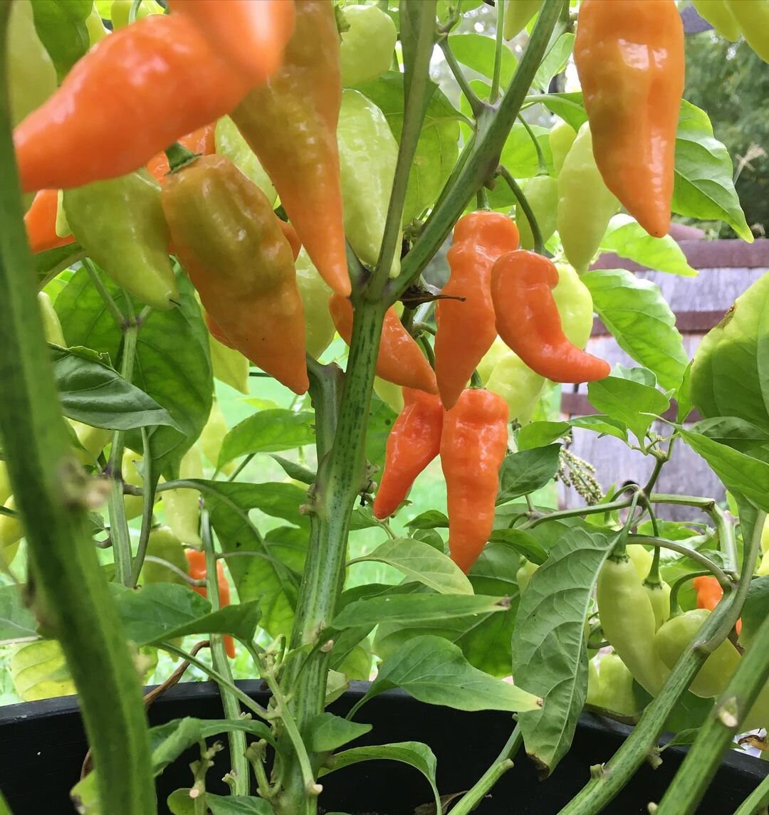 Mix Di Peperoncino Fresco Habanero 100g - Foto 4